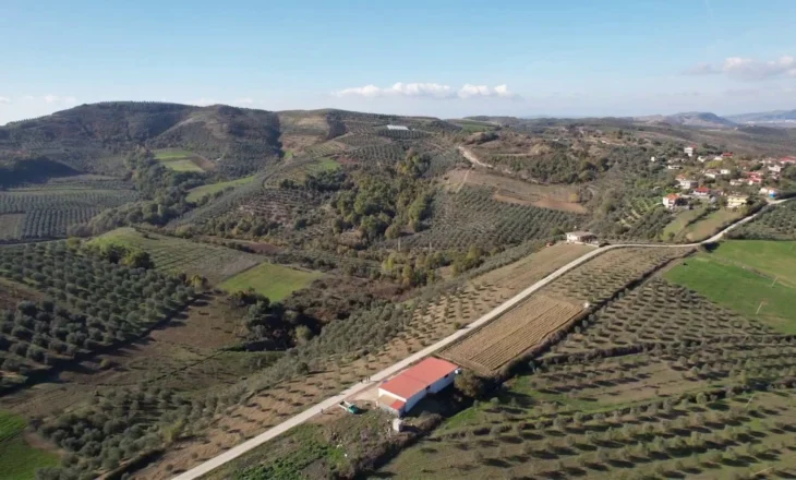 Në Lushnjë ulliri rrit fitimet, fermerët zëvendësuan drithërat me ullishte, por ankohen se nuk kanë punëtorë