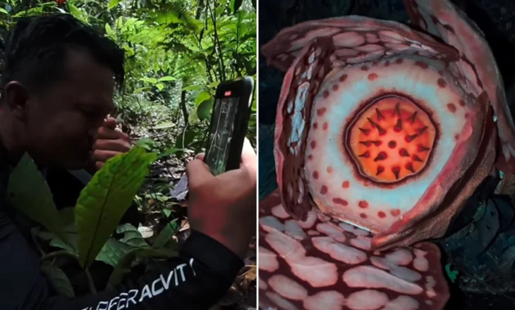 Një shkencëtar zbulon një nga bimët më të rralla në botë në Sumatra që… e bëri të qante