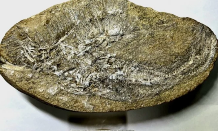 Një specie e re pterosauri zbulohet