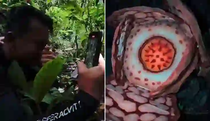 Një zbulim prekës në Sumatra: Shkencëtari gjen një nga bimët më të rralla në botë