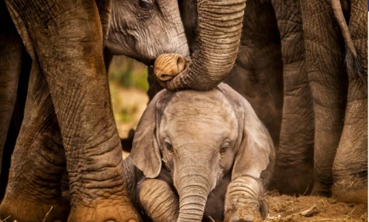 Numri i elefantëve të pyjeve afrikane në rrezik zhdukjeje është më i lartë nga sa mendohej më parë