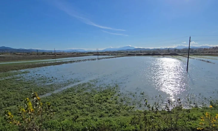Pasojat e motit të keq në Fier, 80 ha tokë bujqësore ende nën ujë, banorët kërkojnë ndërhyrjen e bashkisë