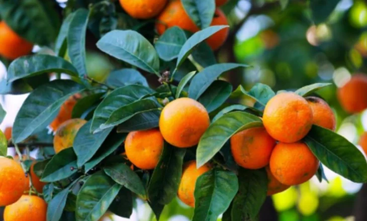 Përfitoni vitaminën C nga fruti më i preferuar i stinës, zbuloni çfarë efektesh sjell konsumi i mandarinave