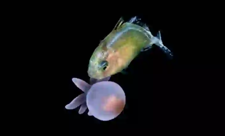 Peshqit e vegjël përdorin anemonat e detit si mburoja kundër grabitqarëve