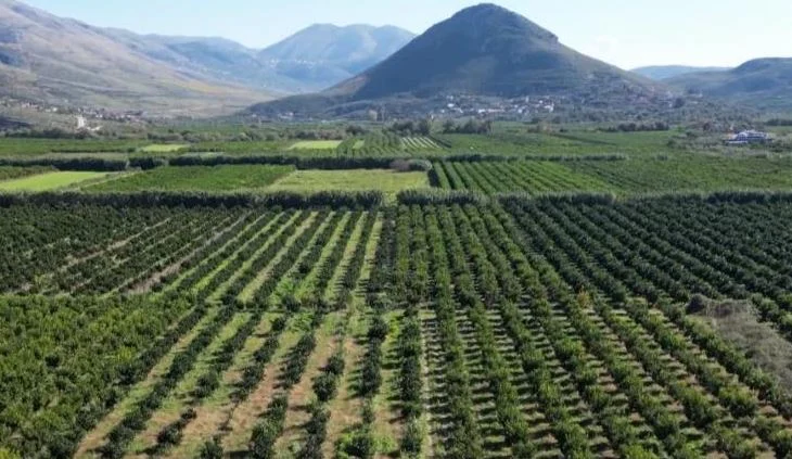 “Po penalizohemi padrejtësisht”/ Frikë nga pesticidet, mbi 60 mijë ton mandarina mbeten stok, reagojnë ashpër fermerët