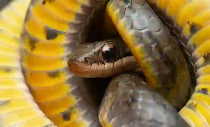 Pse disa kafshë mund të hanë helm dhe ta mashtrojnë vdekjen