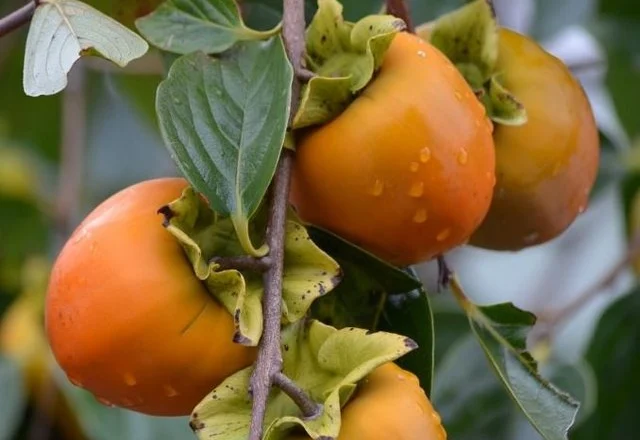 Pse duhet t’i konsumoni sa më shpesh hurmat