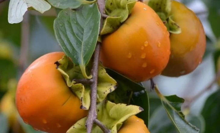 Pse duhet t’i konsumoni sa më shpesh hurmat