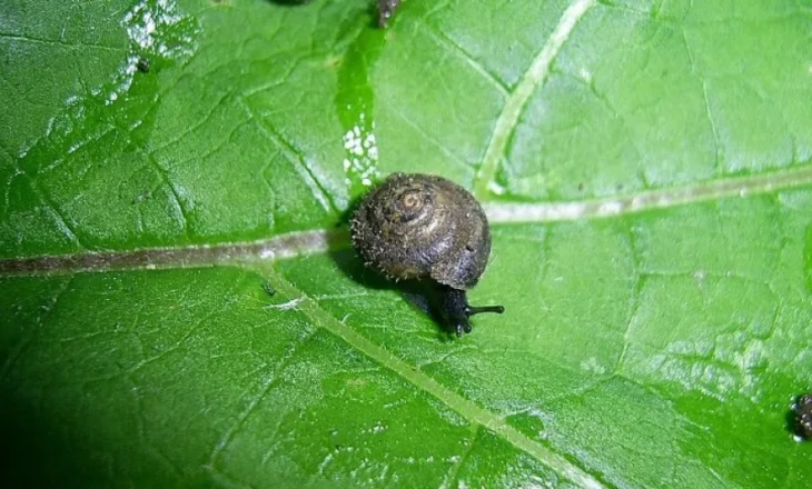 Pse shkencëtarët po garojnë për të shpëtuar këtë kërmill të rrallë ‘me qime’ që ka madhësinë e një thoi gishti