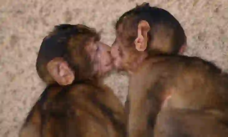 Puthja e parë daton 21 milionë vite më parë