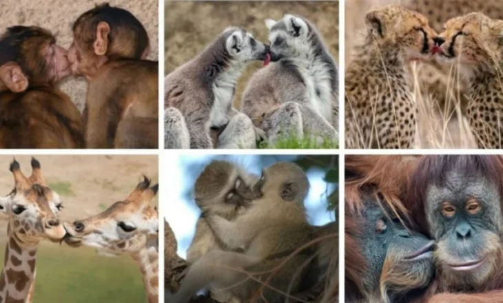 Puthja s’është shpikur nga romantikët! Historia që daton 21 milionë vite më parë dhe evoluimi nga kafshët tek njeriu