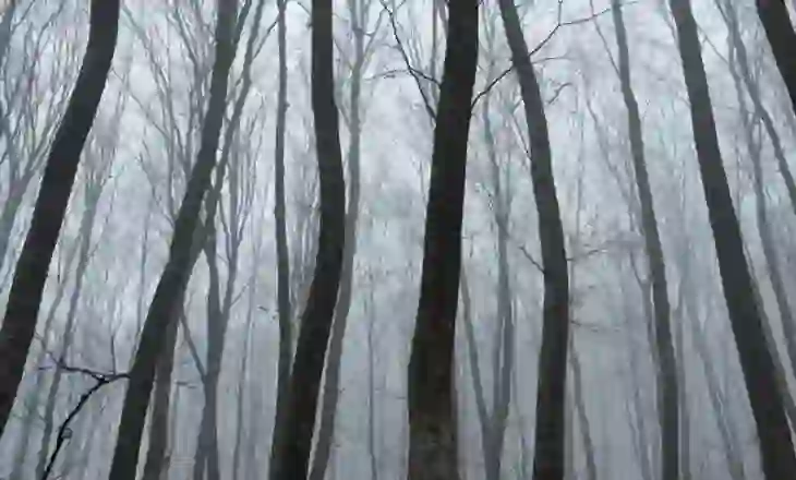 Pylli më i frikshëm në botë – Pemë të shtrembëruara, UFO dhe histori rrëqethëse, ja ku ndodhet