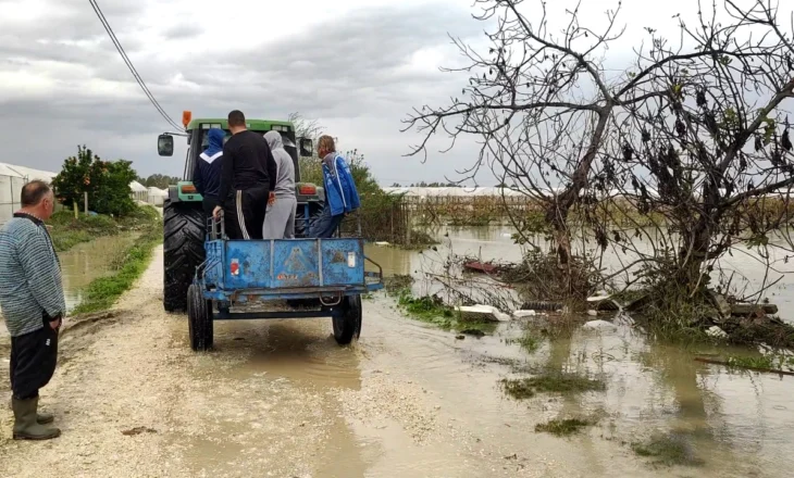 Semani del nga shtrati, prodhimi kalbet, fermerët kërkojnë ndihmë