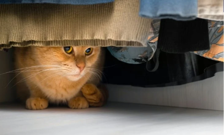 Sëmundjet kronike nuk njohin kufij: Kafshët vuajnë njësoj si njerëzit