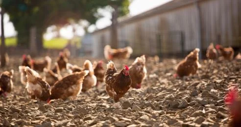 Shkencëtarët ngrenë alarmin/ Gripi i shpendëve mund të shkaktojë një pandemi më të keqe se COVID-19