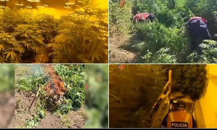 Shkodra strehë e kanabisit, kultivon 87% të totalit të zbuluar në gjithë vendin