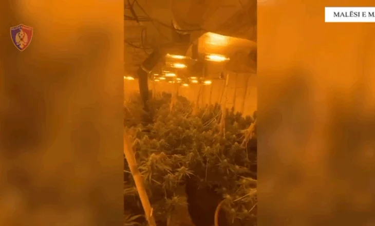 ‘Shtëpi bari në Malësinë e Madhe’/ Sekuestrohen 287 bimë dhe fidanë narkotikë, në pranga 22-vjeçari, në kërkim i ati