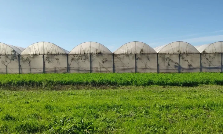 Shtohen vreshtat në Myzeqe, fermerët shfrytëzojnë teknologjinë për të përballuar pasojat e ndryshimit të klimës
