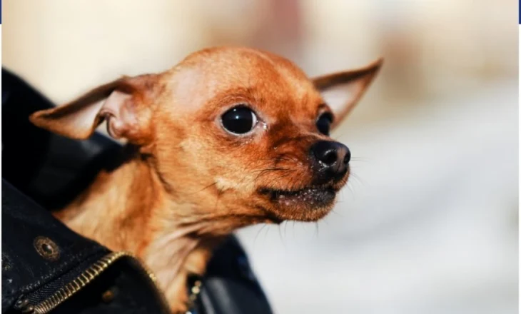 Shumica e qenve mbajnë ADN-në e ujkut – madje edhe Chihuahua: Dy raca dallohen