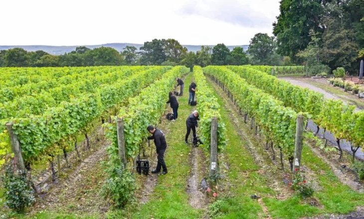 Si do ndryshojë numri i të punësuarve në bujqësi? – Mbi 468 mijë në 2026-ën, rritet numri i përfituesve nga skemat