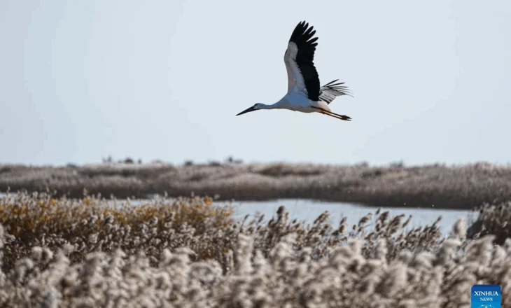 Spektakël zogjsh në grykëderdhjen e Lumit të Verdhë