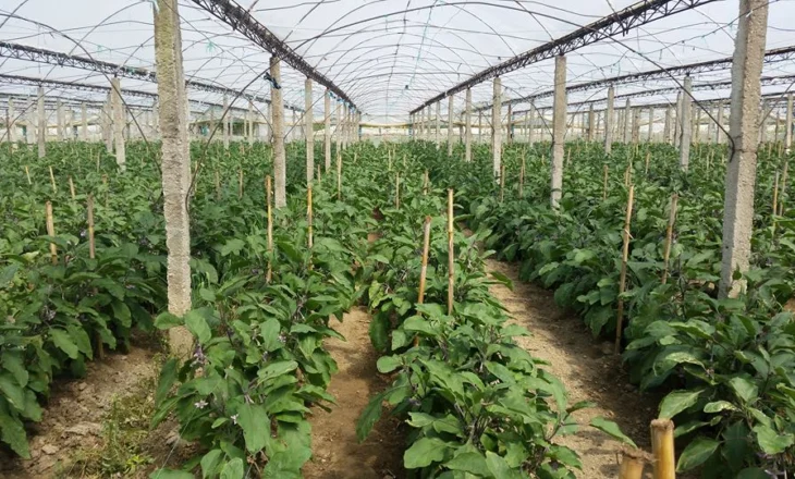 Sqarohet zbatimi i TVSH-së/ Kompensimi 10% për fermerët do llogaritet mbi vlerën e autofaturave