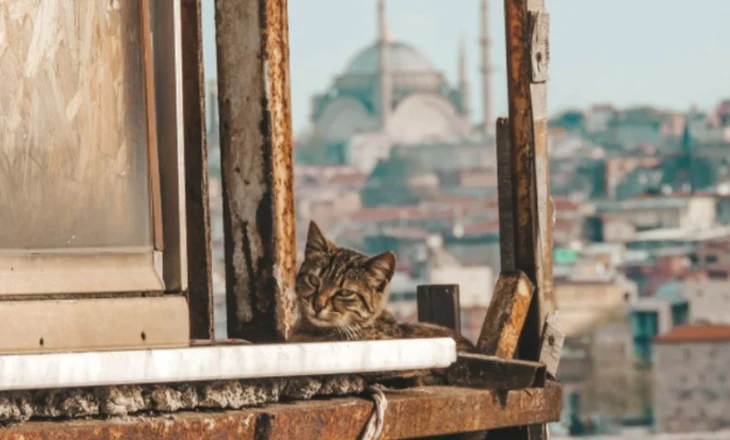 Stambolli, qyteti që i përket maceve