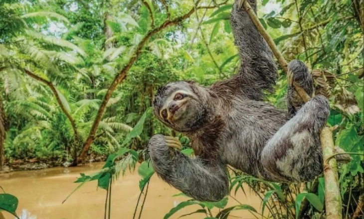 Strategjia tropikale e riprodhimit: Një thirrje nga maja e pemës udhëzon meshkujt te sloth-i femër, ja si kursehet energjia gjatë çiftimit