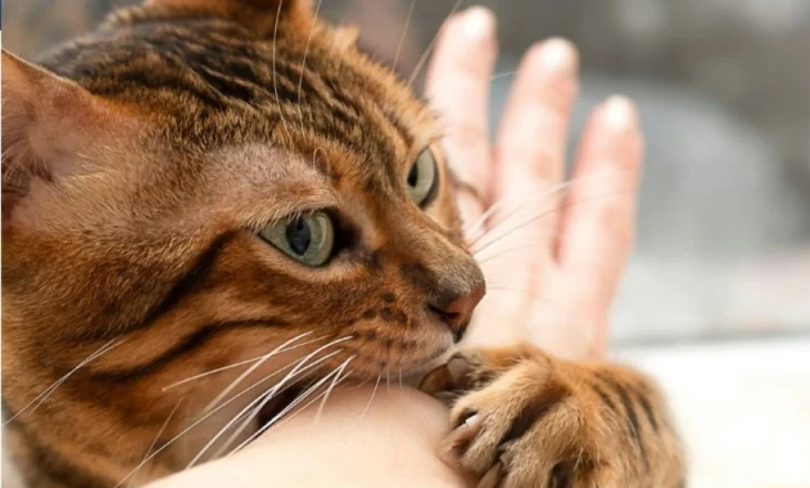 Studimi i ri ndryshon historinë e zbutjes së maceve: Zbulohet koha e mbërritjes në Evropë