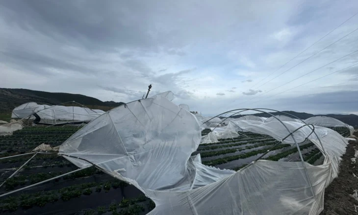 Stuhia, shihni si janë shkatërruar 1.2 Ha serra me luleshtrydhe (FOTO)