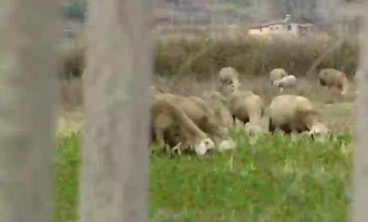 U merrnin 500 mijë lekë fermerëve për t’i kualifikuar në subvencione, pezullohen inspektorët