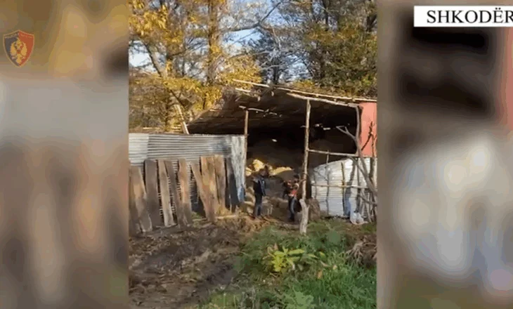 VIDEO-“Laborator” kanabisi në Shkodër, arrestohet 35-vjeçari dhe 6 punonjëset që përpunonin drogën (EMRAT)
