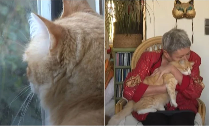 Video/ Ndodh edhe kështu, macja në Francë dënohet me arrest shtëpie. Ja arsyeja që e çoi gjykatën në marrjen e vendimit të çuditshëm