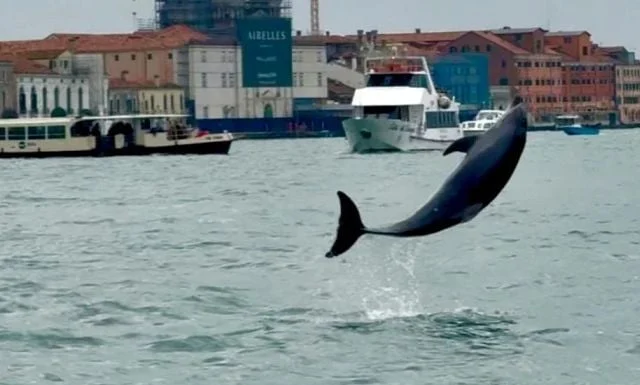 VIDEO/ Pamje mbresëlënëse në Venecia, delfini shkëputet nga tufa dhe ‘këmbëngul’ të qëndrojë pranë njerëzve, dhuron spektakël
