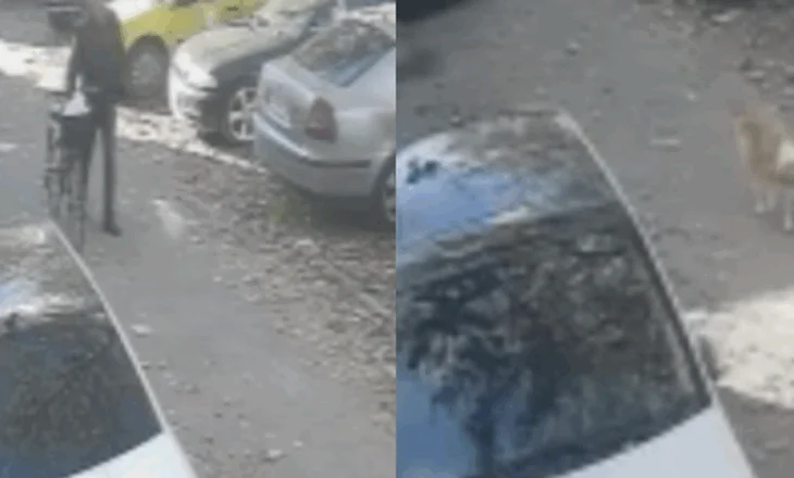 VIDEO shqetësuese: Tre punonjës të AMP-së fusin në “kurth” qenushin, momenti kur e helmojnë