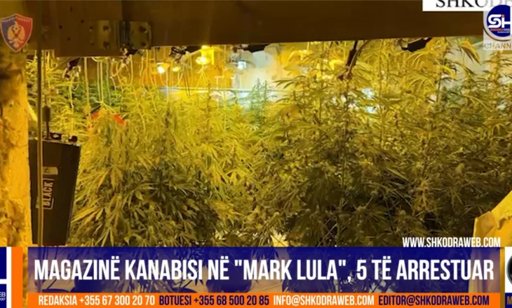 VIDEO – Zbulohet magazina e kanabisit në “Mark Lula”, arrestohen 5 persona, një shpallet në kërkim…