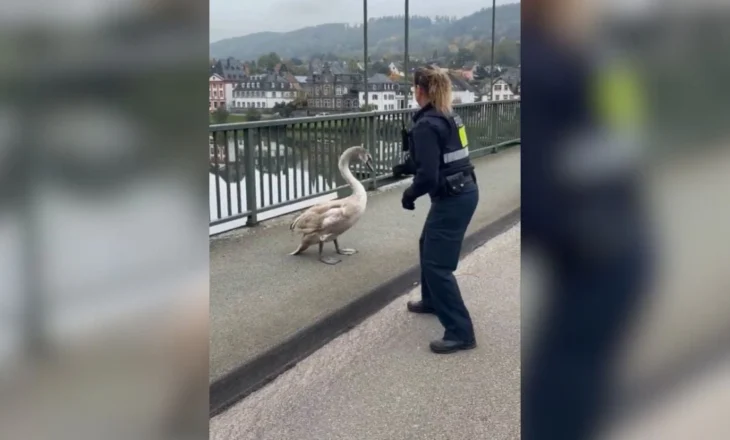 Videoja që po bën xhiron e rrjetit, policia gjermane “arreston” në mes të autostradës një… mjellmë