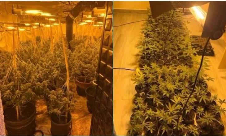 Zbulohen dy “shtëpi” bari në Shkodër, sekuestrohen 287 bimë narkotike, arrestohet 22-vjeçari, në kërkim i ati!