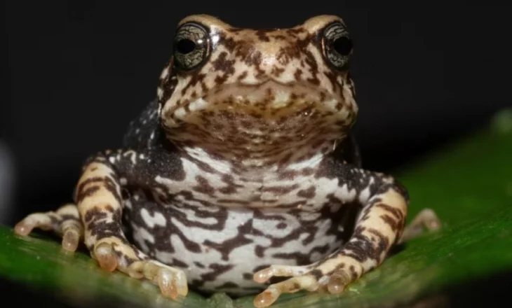 Zbulohen tre lloje thithëlopash, gëzojnë një veçori të rrallë