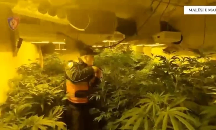 Zbulohet laborator kanabisi në Malësi të Madhe, 6 të arrestuar