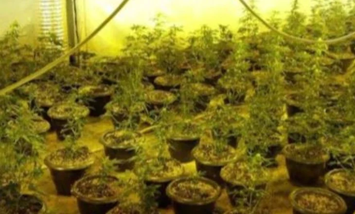 Zbulohet ‘laborator’ kanabisi në Shkodër, arrestohet organizatori dhe 6 femra, mes tyre një e mitur (EMRAT)