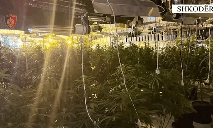 Zbulohet magazina me kanabis në Shkodër, grupi kriminal kultivonte lëndë narkotike me llamba