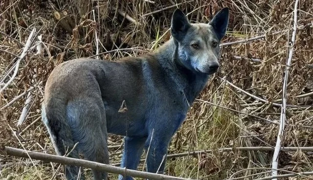 Zbulohet misteri i qenit blu në centralin bërthamor të Çernobilit
