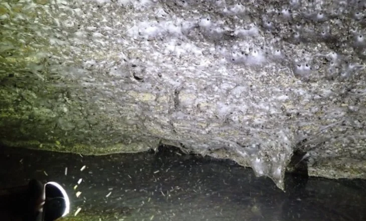 Zbulohet rrjeta më e madhe e merimangave në botë në kufirin Shqipëri–Greqi