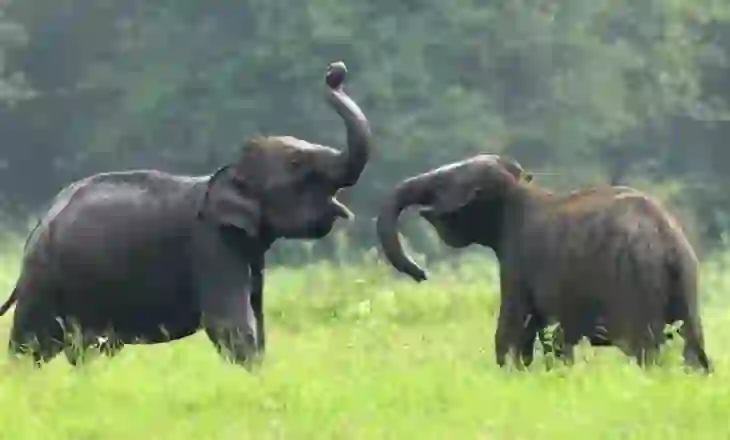 Zërat e padëgjuar të kafshëve: Si komunikojnë ato në mënyra që njeriu nuk i percepton