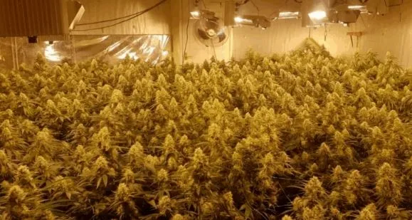 15 shqiptarë dënohen me 32 vite burg për ‘shtëpi bari’ në Angli, 6 refuzojnë fajësinë (Emrat)