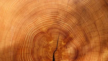 A e dinit këtë sekret? Çfarë fshehin rrathët e pemëve për mjedisin ku rriten