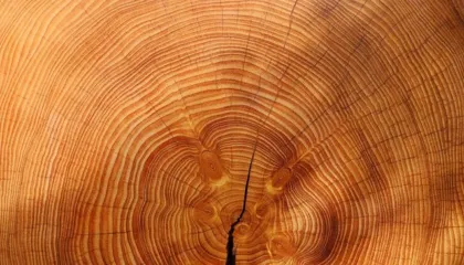 A e dinit këtë sekret? Çfarë fshehin rrathët e pemëve për mjedisin ku rriten