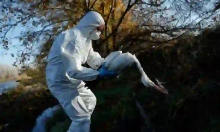 Alarmohen shkencëtarët për përhapjen masive të gripit të shpendëve në Evropë: Mund të kthehet në pandemi brenda 2 ditësh