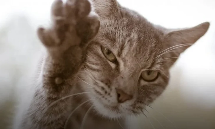 Ashtu si njerëzit, macet mund të përdorin më shumë putrat e djathta ose të jenë mëngjarashe